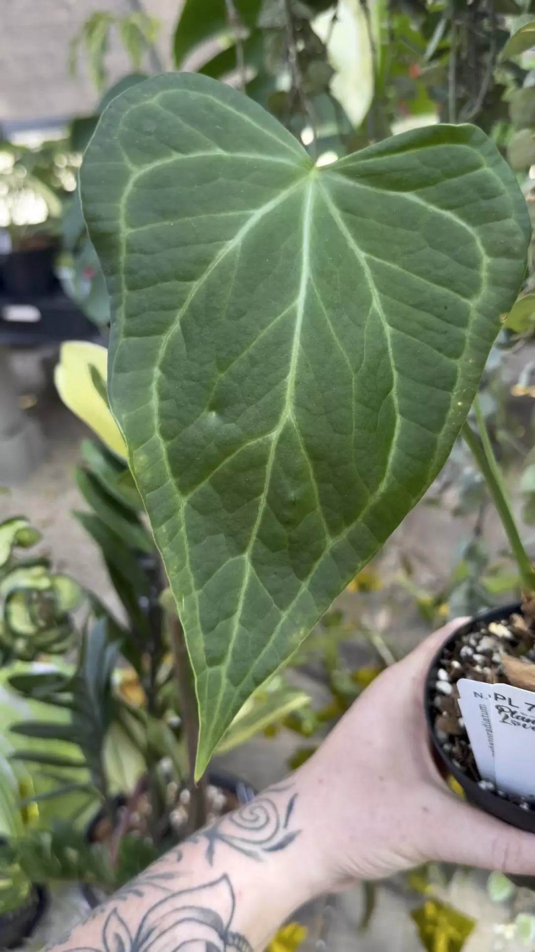 plant/PL79: Anthurium Delta Force-0