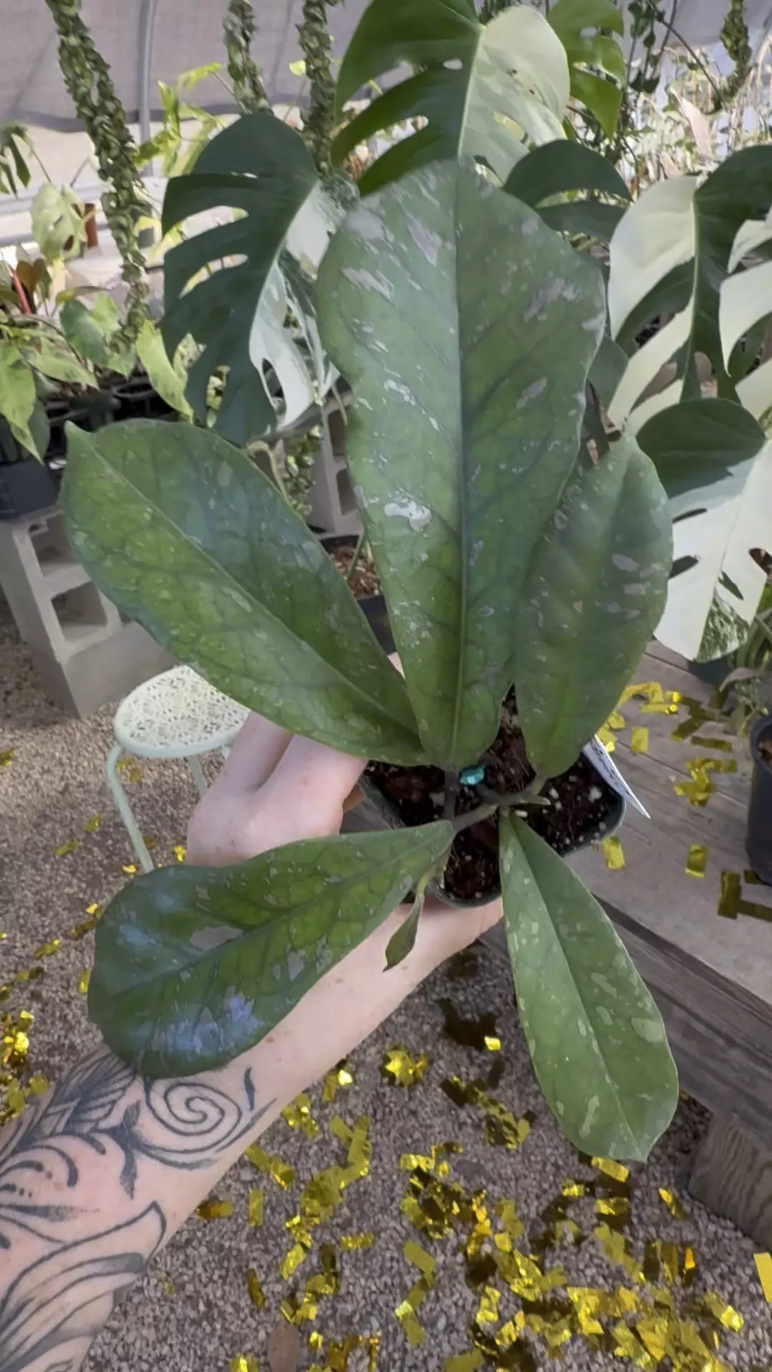 plant/PL93: Saipran (Leonensis x Forbesii)-0