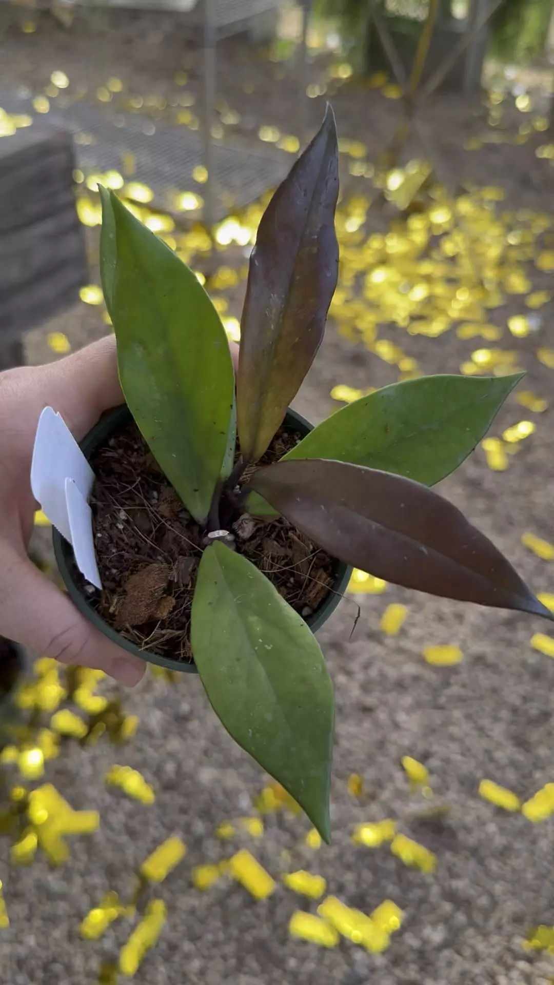 plant/PL97: Pubicalyx Royal Purple Hawaiian-0