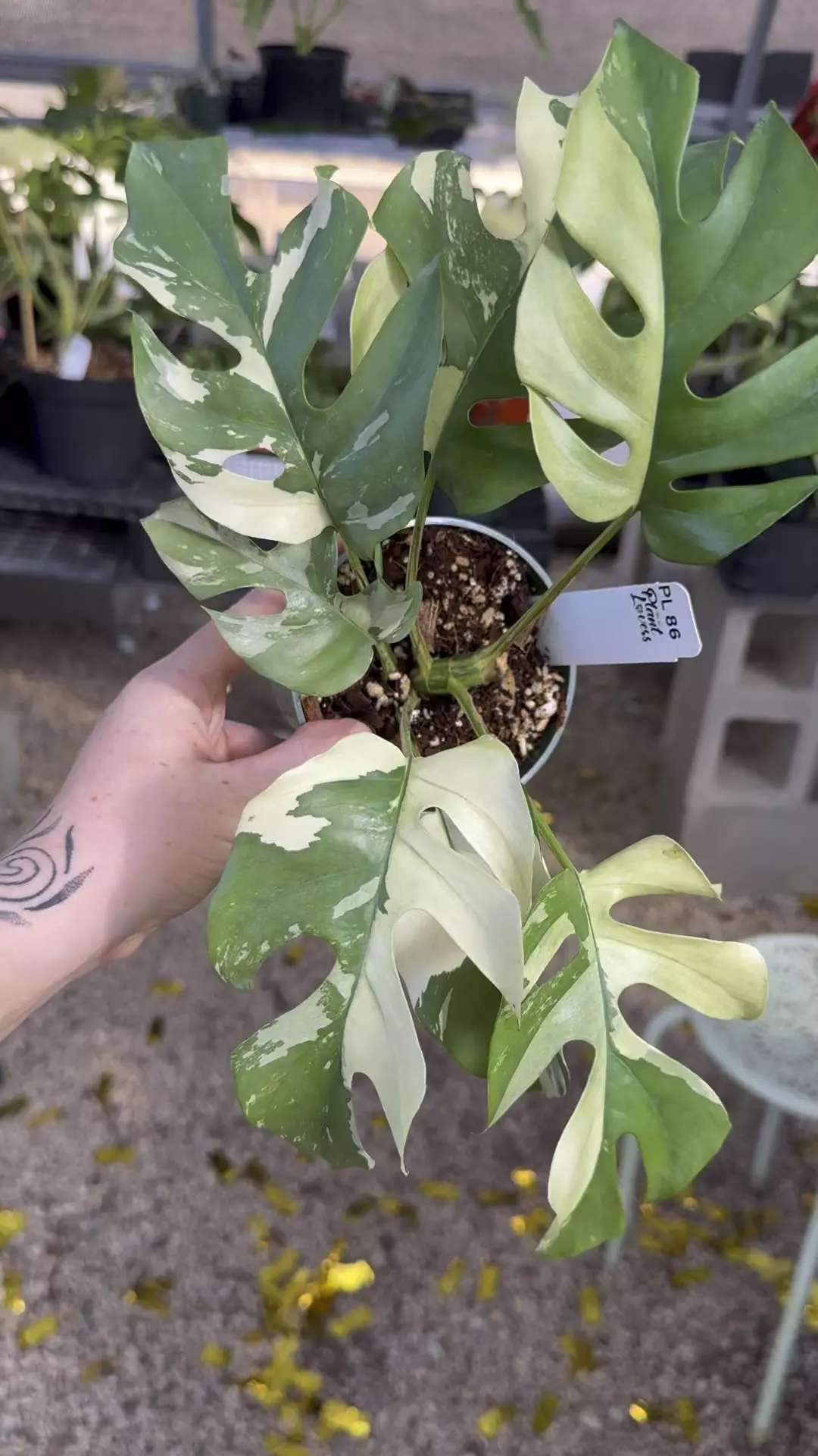 plant/PL86: Vairegated Rhaphidophora Tetrasperma-0