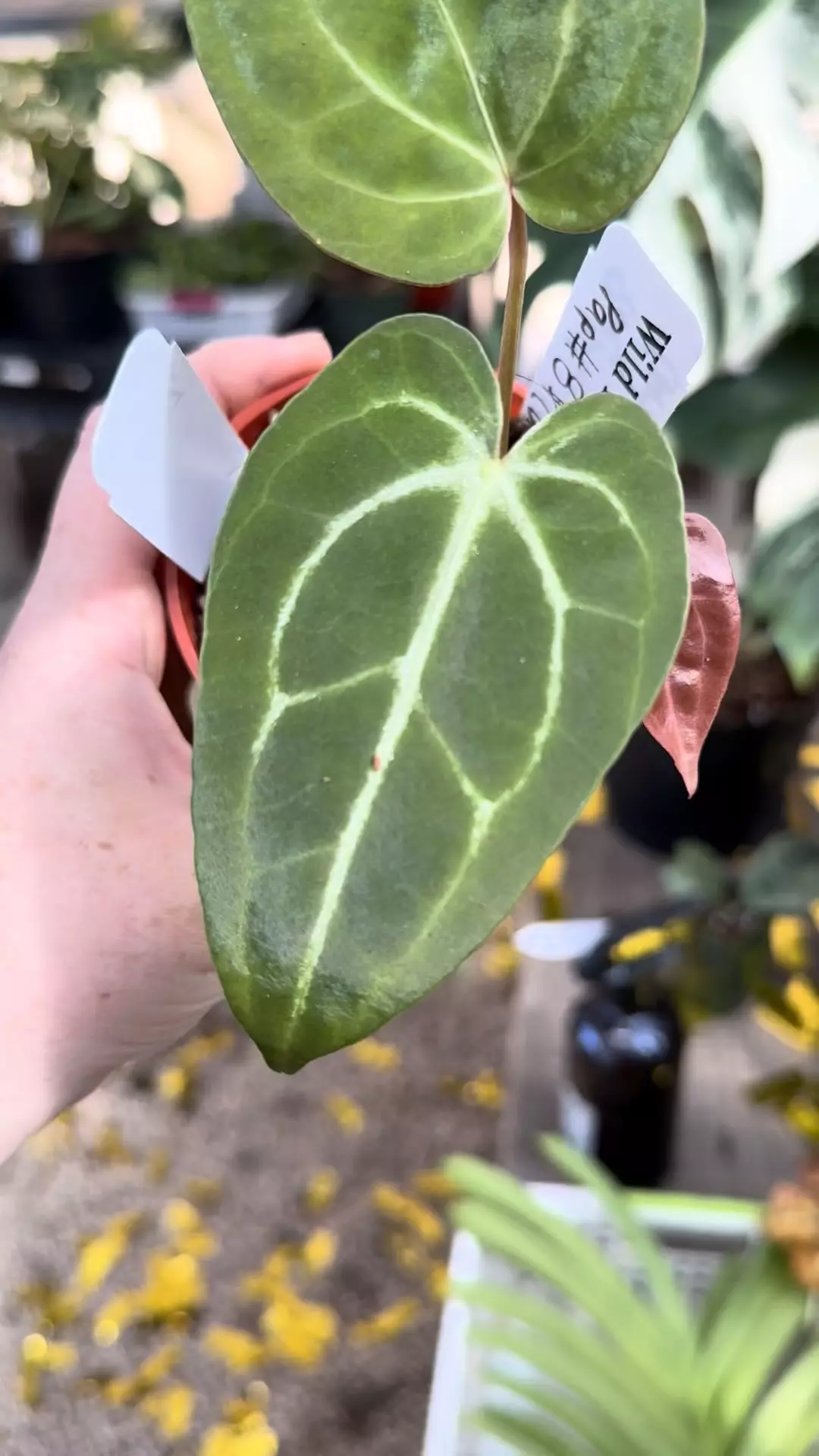 plant/PL81: Anthurium Pap x Carla-0