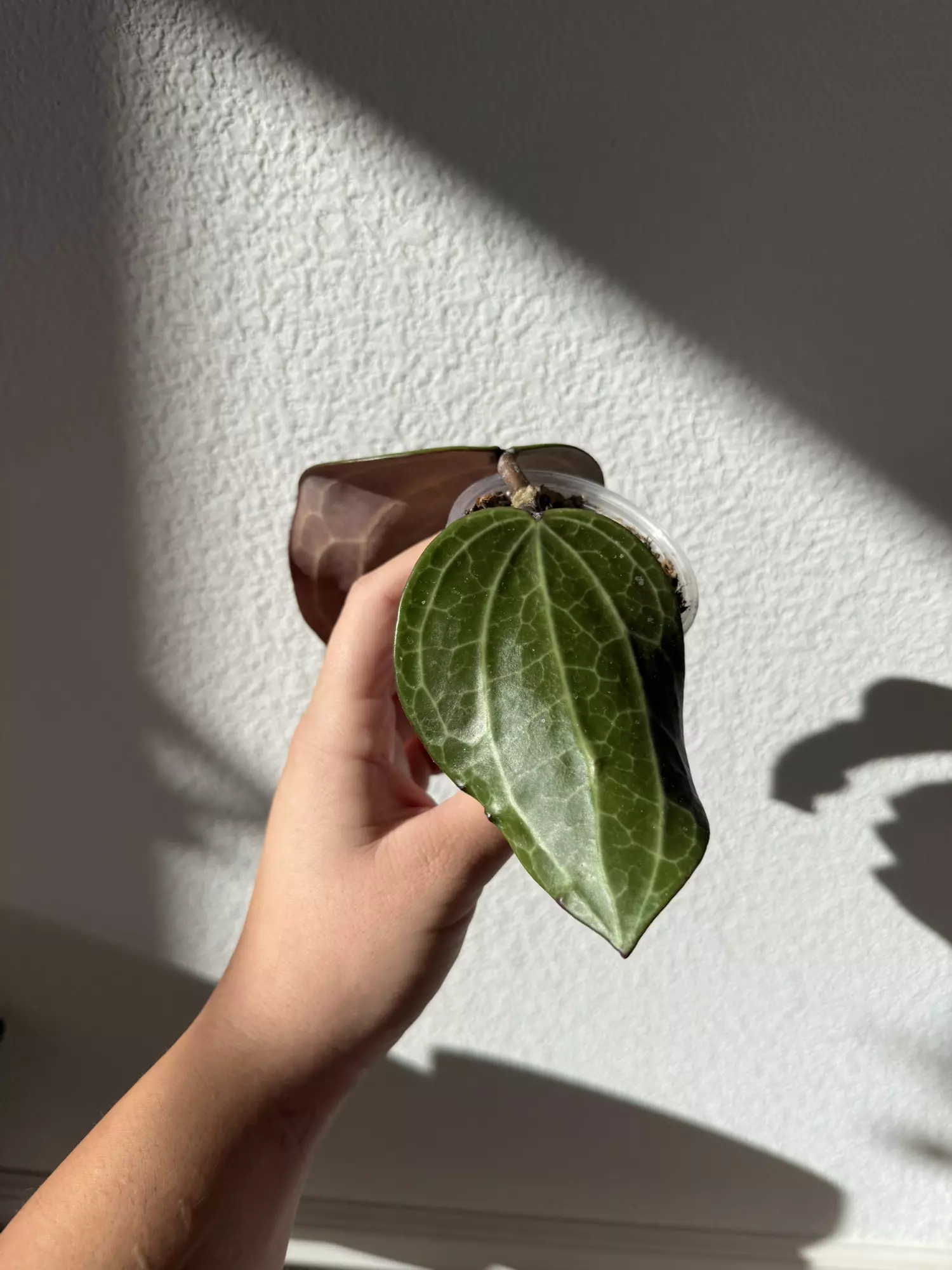 plant/Hoya latifolia dinner plate-1