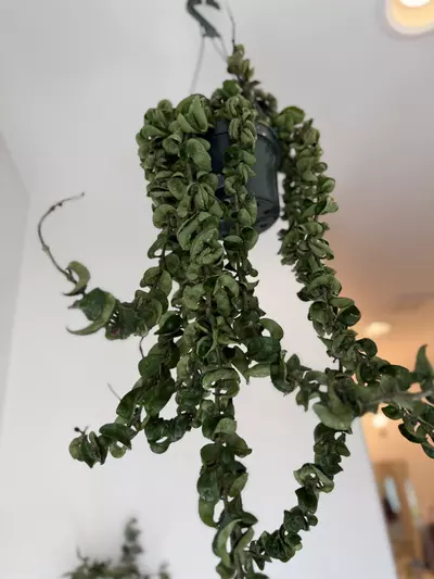 plant/Xl hoya compacta-1-thumbnail