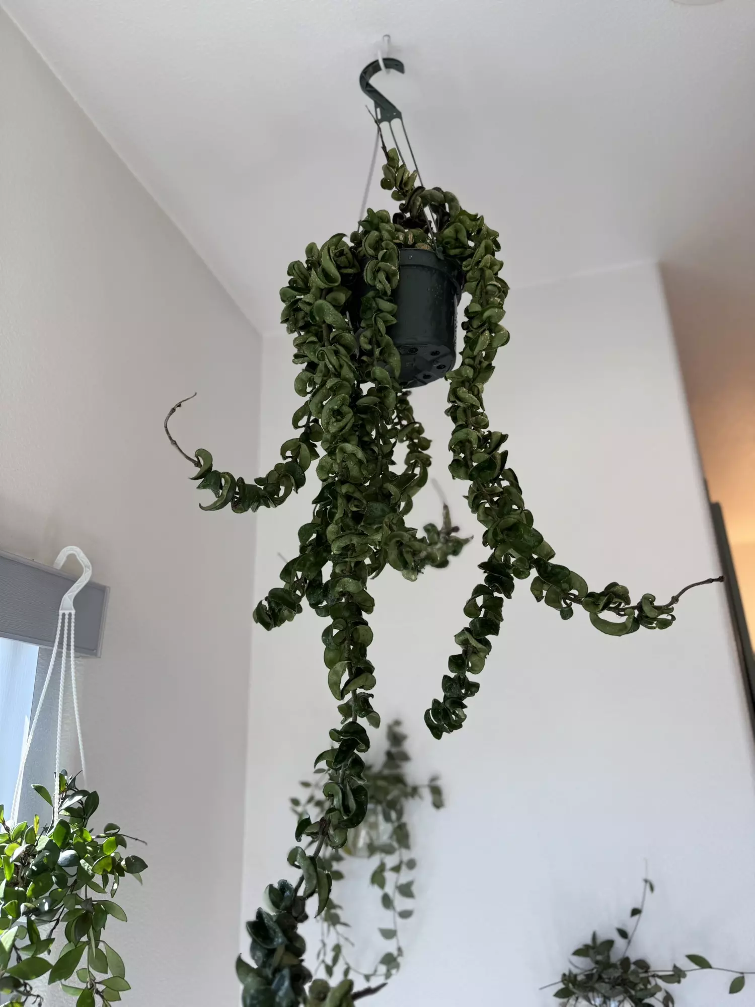 plant/Xl hoya compacta-0