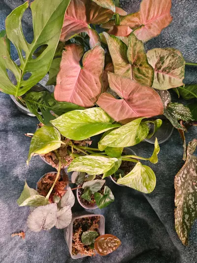 plant/Beauty Bundle-0-thumbnail