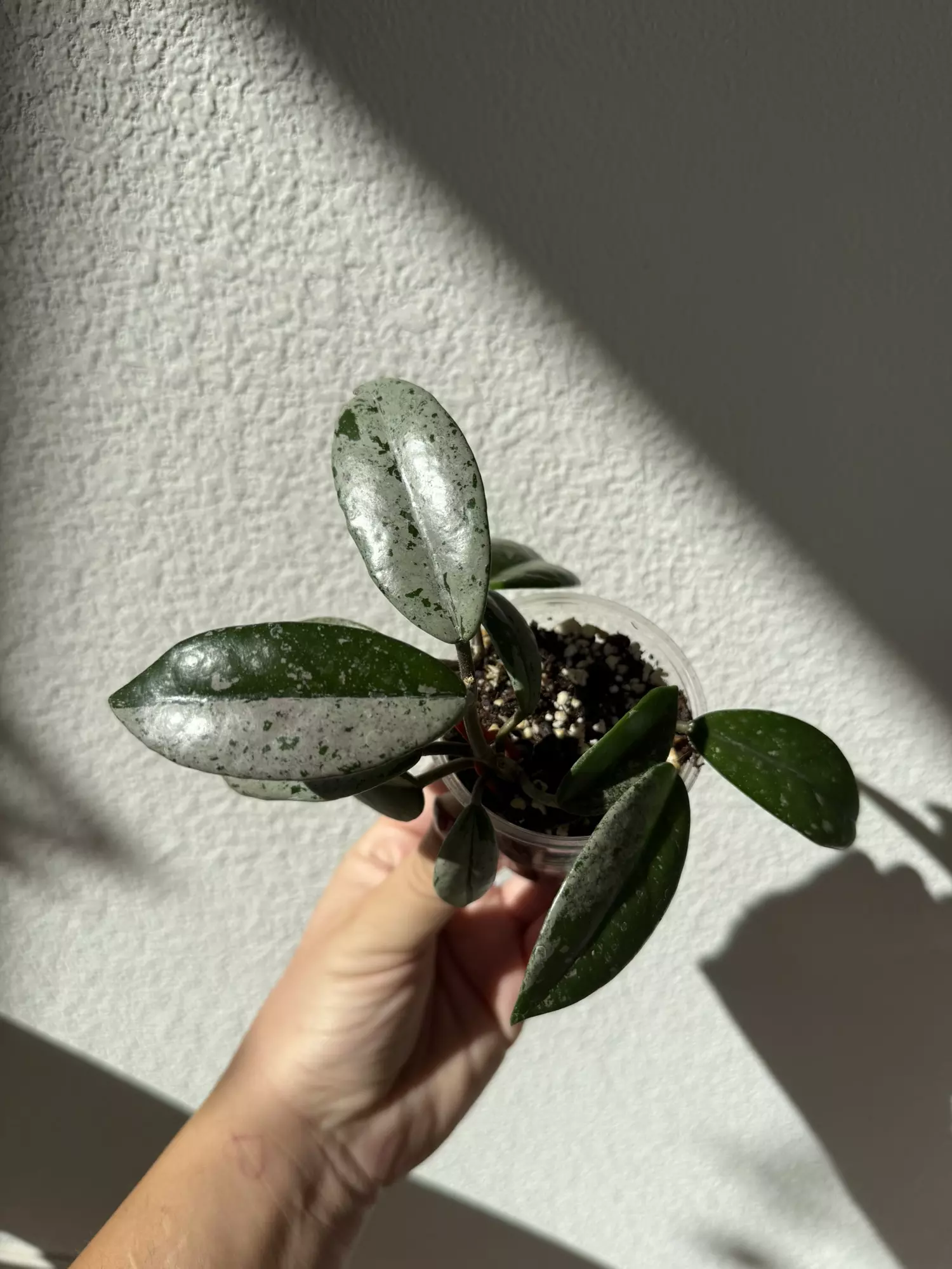 plant/Hoya wilbur graves-0