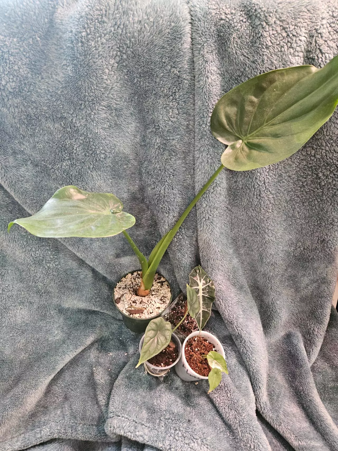 plant/Alocasia Bundle-1