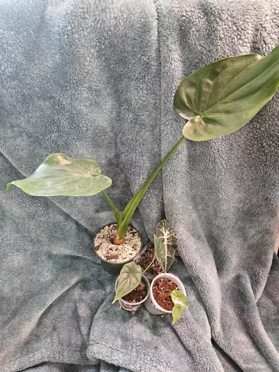 plant/Alocasia Bundle-1-thumbnail