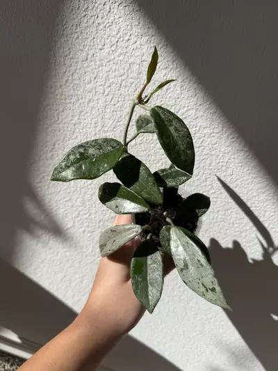 plant/Hoya wilbur graves-0-thumbnail