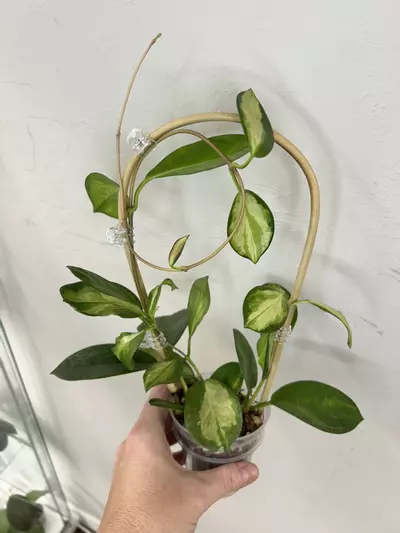 plant/Hoya Australis Lisa w/Trellis (a few soft leaves)-1-thumbnail