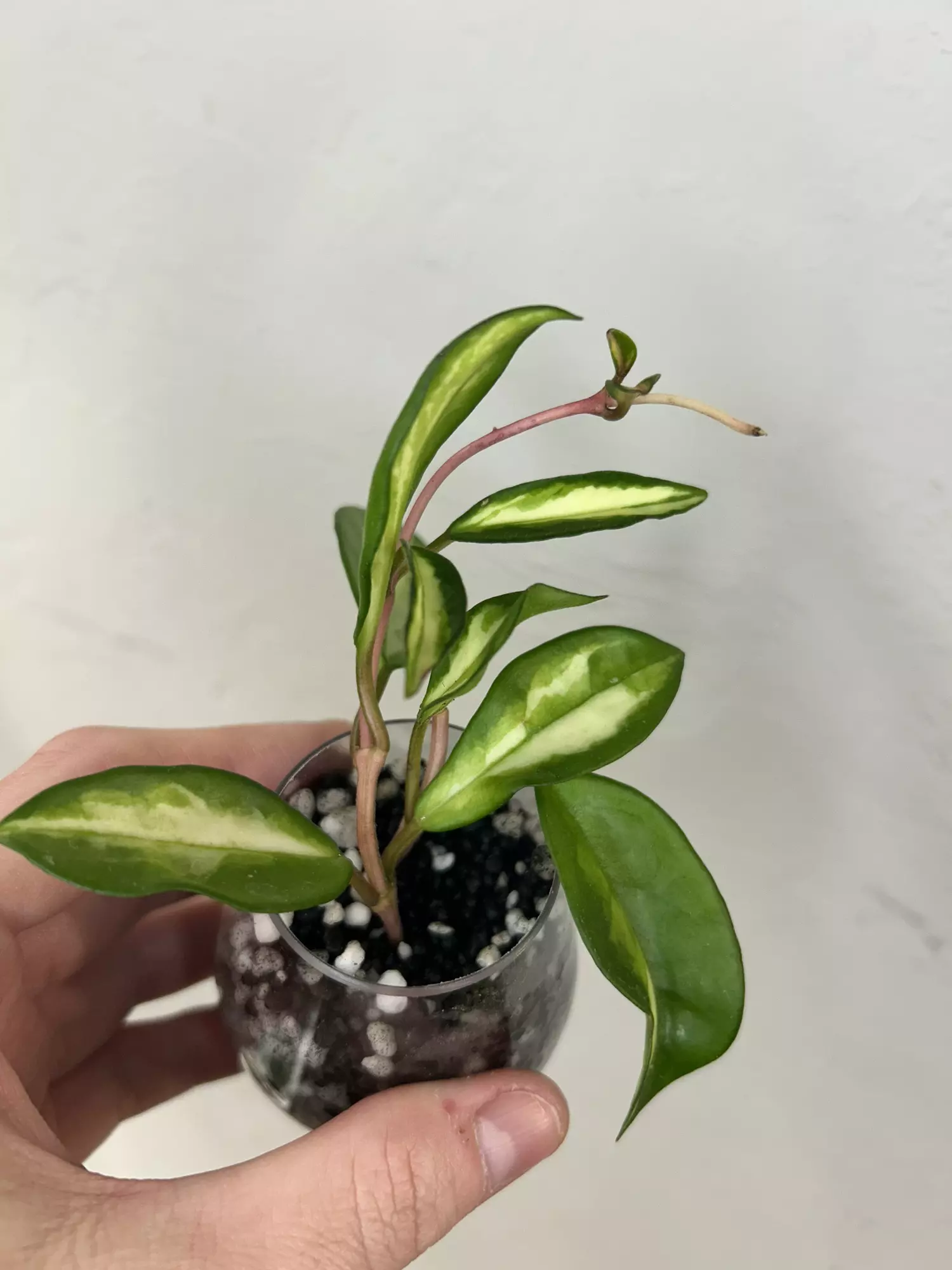 plant/Hoya Krimson Princess-0