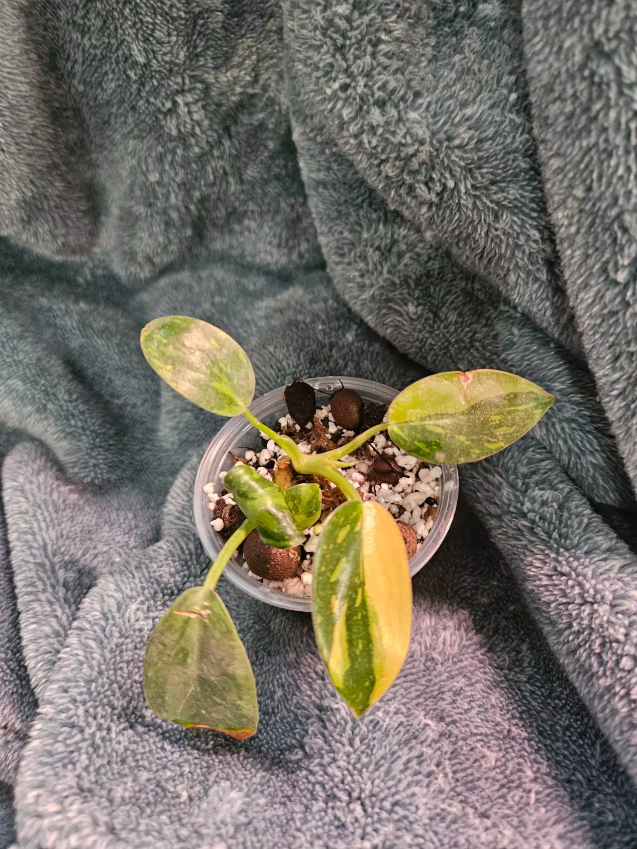 plant/Green Congo Nuclear (2 in there)-0