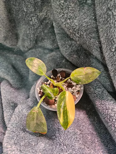 plant/Green Congo Nuclear (2 in there)-0-thumbnail