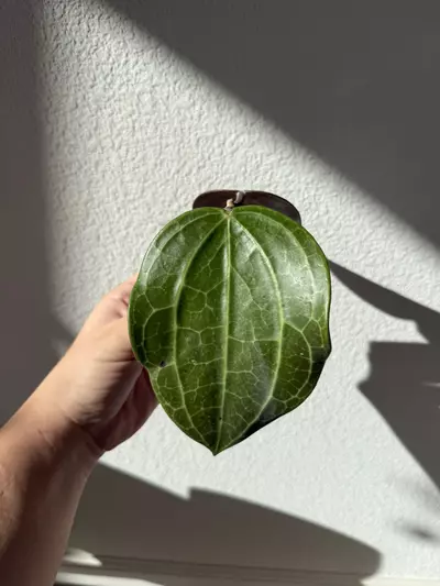 plant/Hoya latifolia dinner plate-0-thumbnail