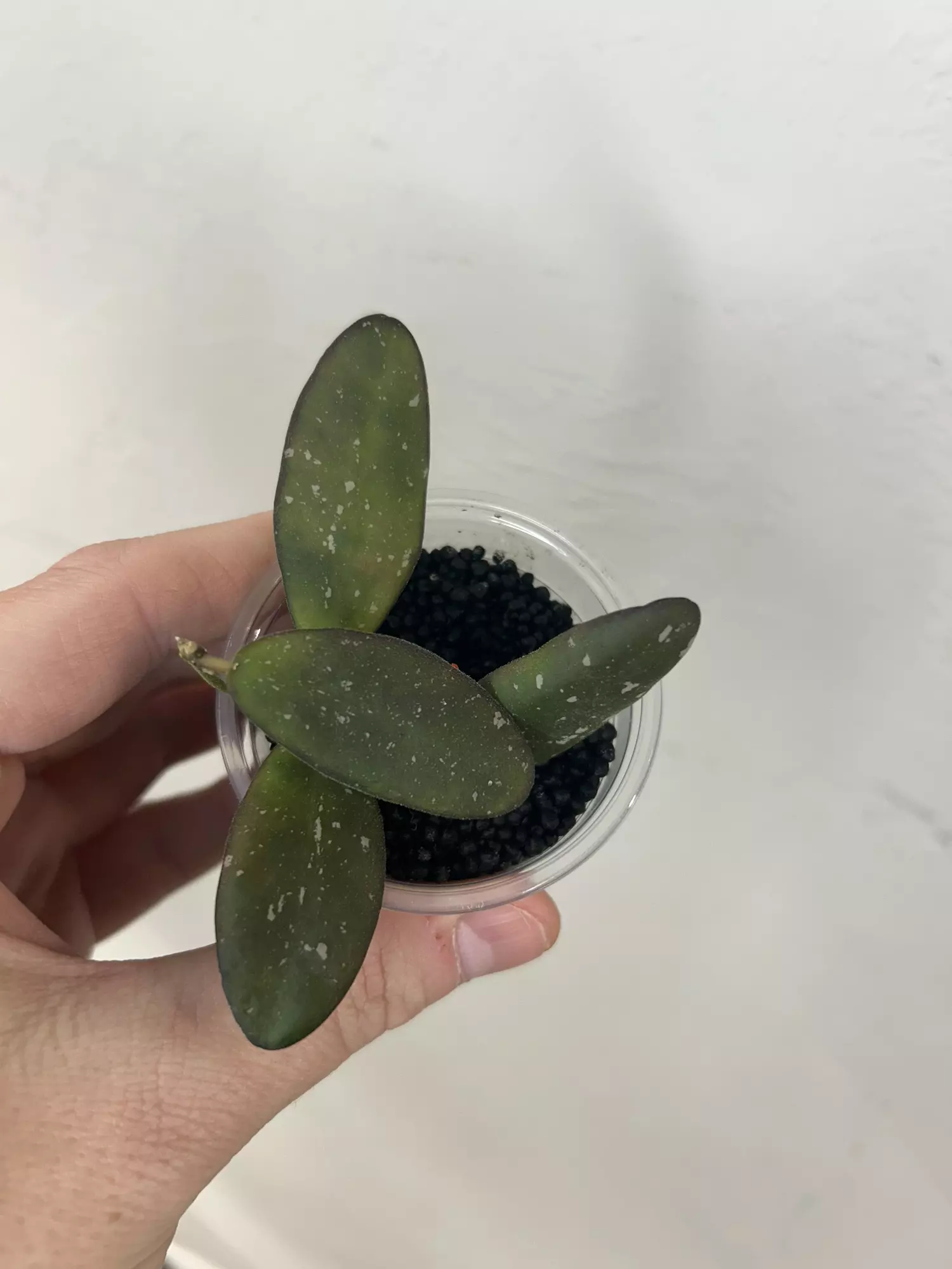 plant/Hoya GPS 7240-0