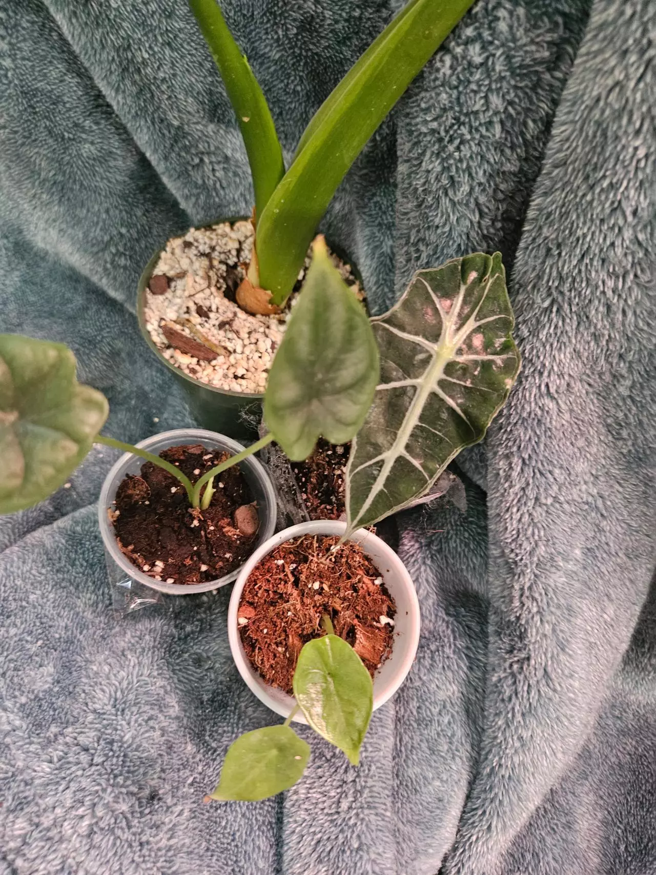 plant/Alocasia Bundle-0
