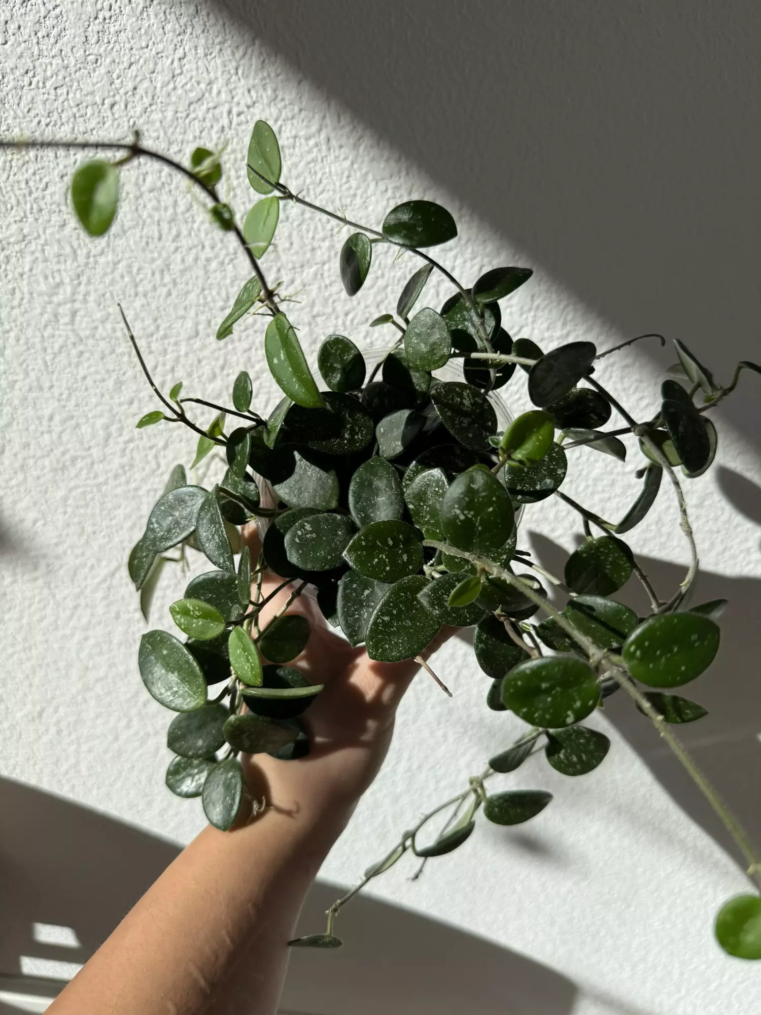 plant/Hoya mathilde splash-0