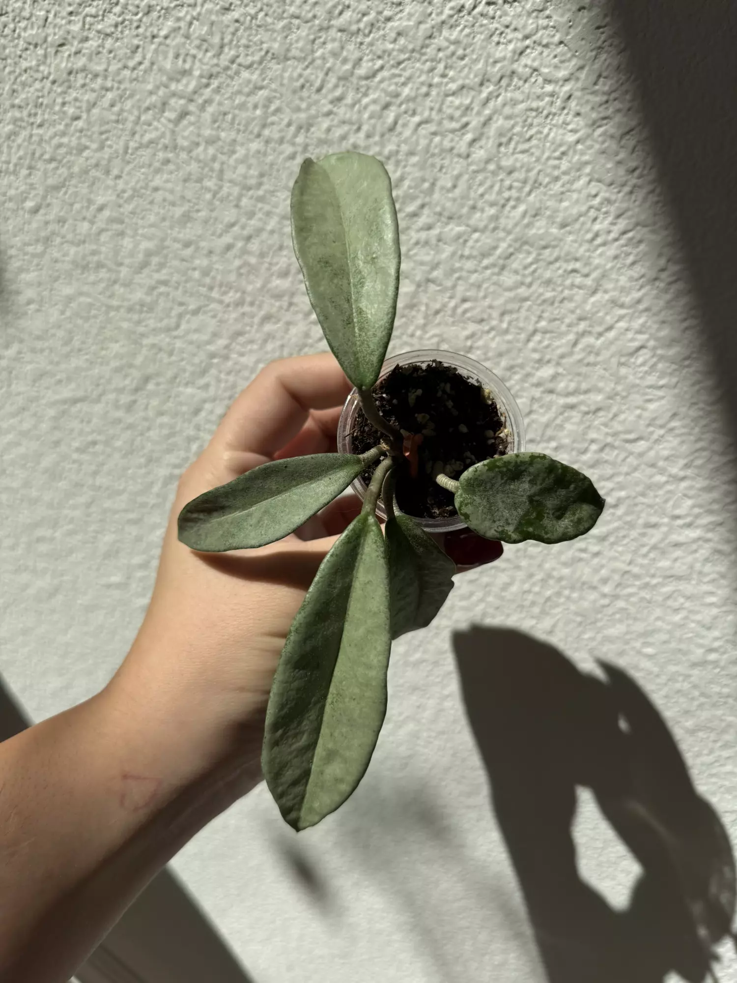plant/Hoya nova ghost-0