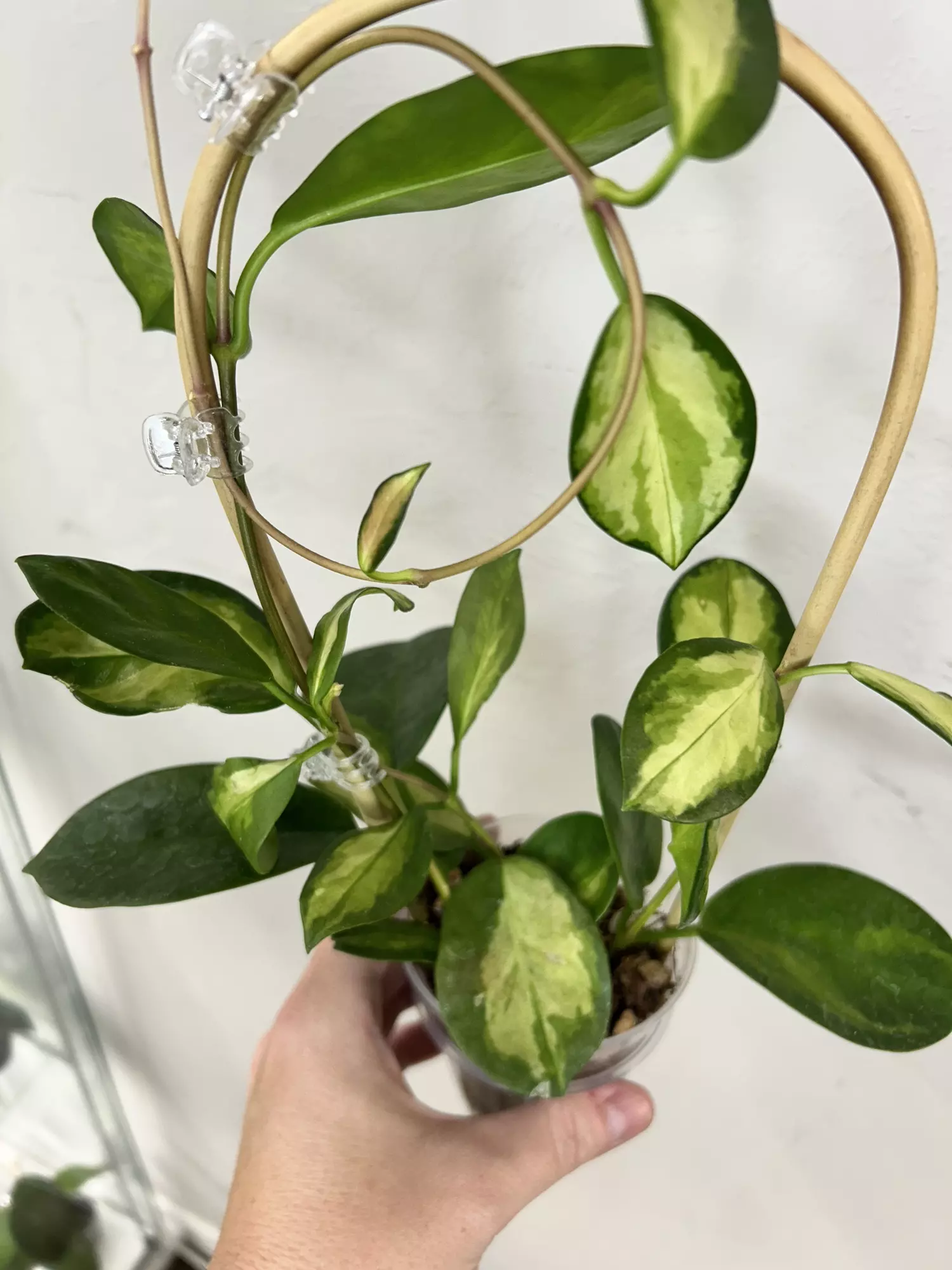 plant/Hoya Australis Lisa w/Trellis (a few soft leaves)-0