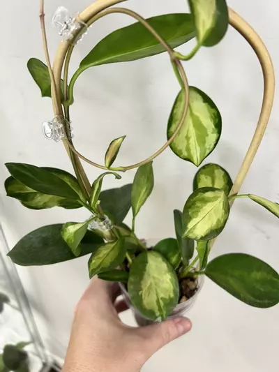 plant/Hoya Australis Lisa w/Trellis (a few soft leaves)-0-thumbnail