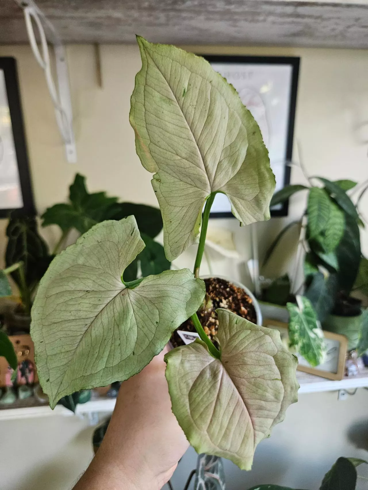 plant/Syngonium green splash-0