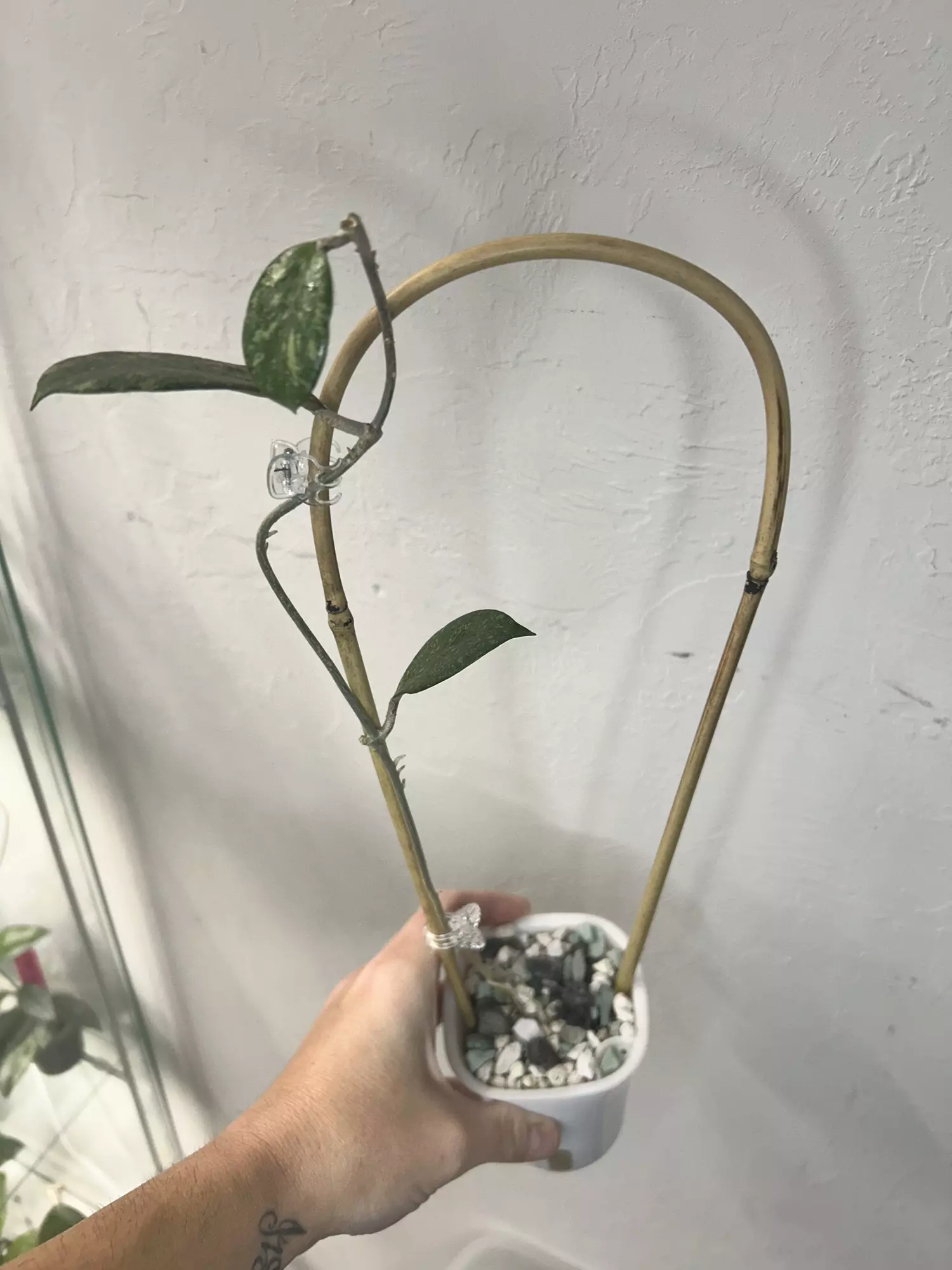 plant/Hoya NOID-1