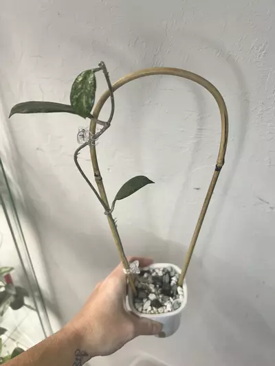 plant/Hoya NOID-1-thumbnail