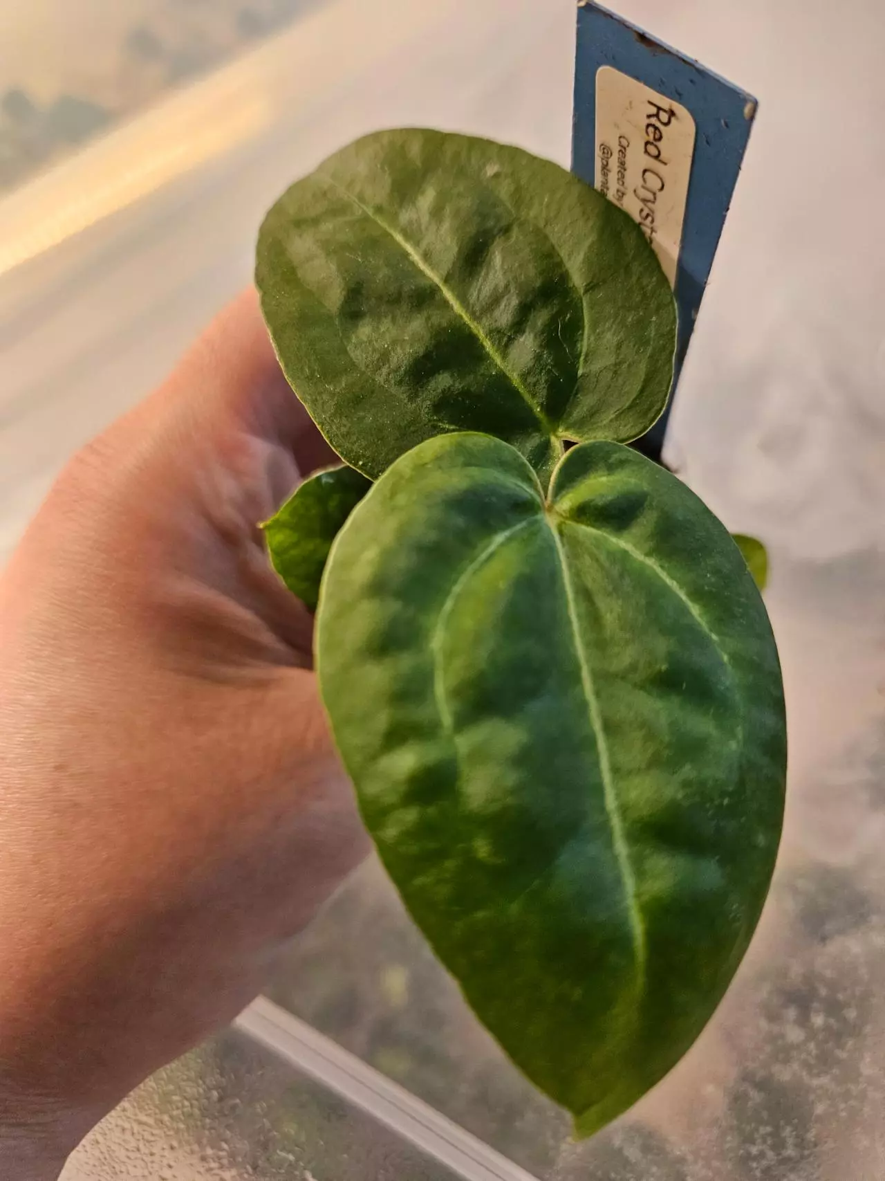 plant/Red crystal x caycee seedling-0