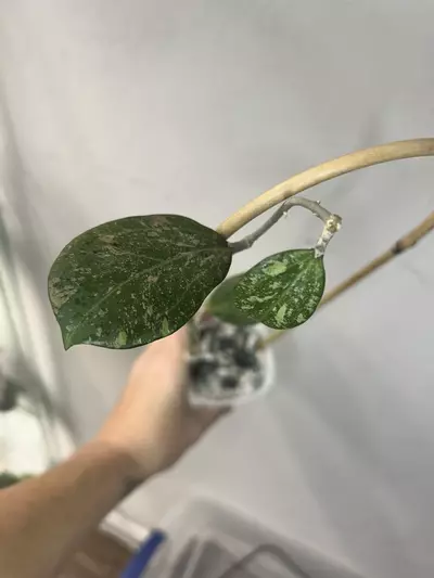 plant/Hoya NOID-0-thumbnail