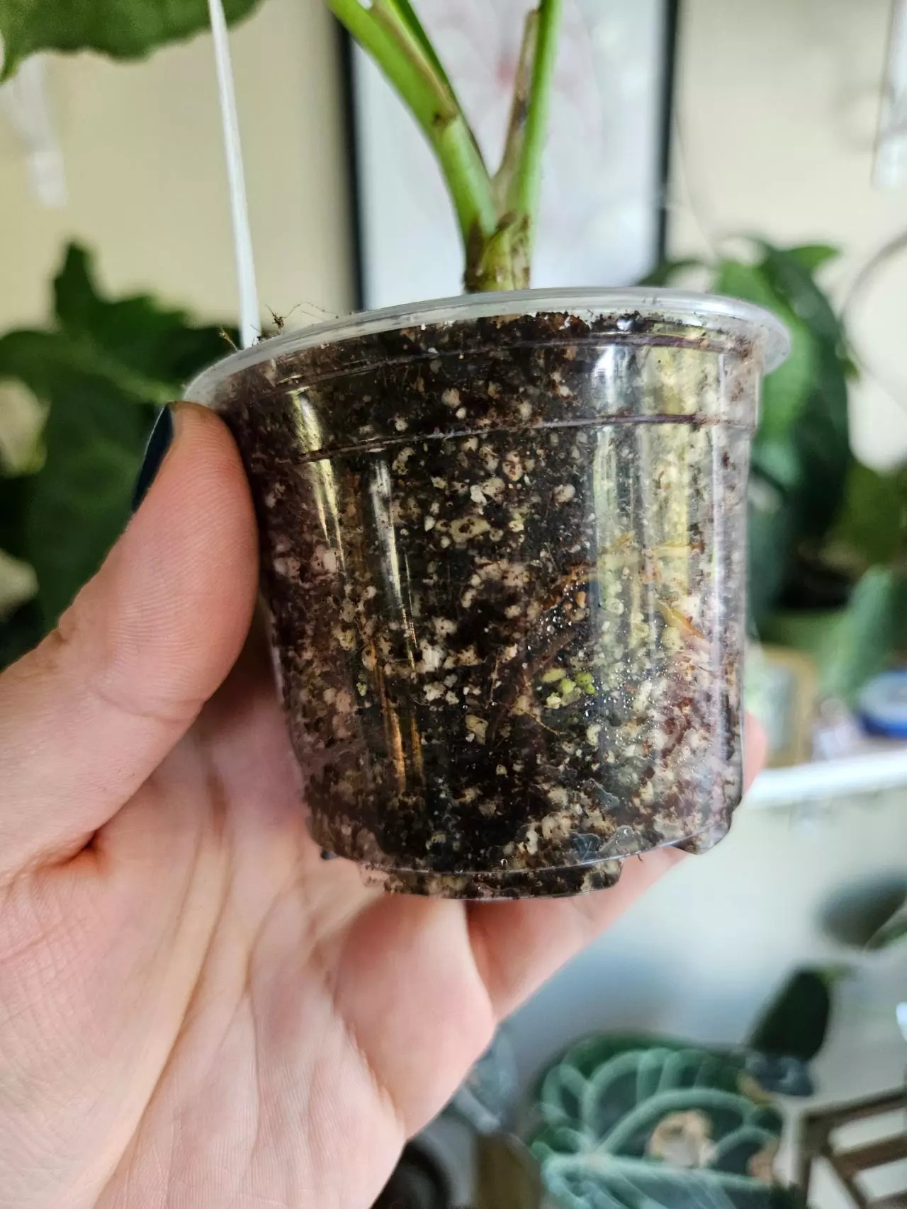 plant/Syngonium green splash-1