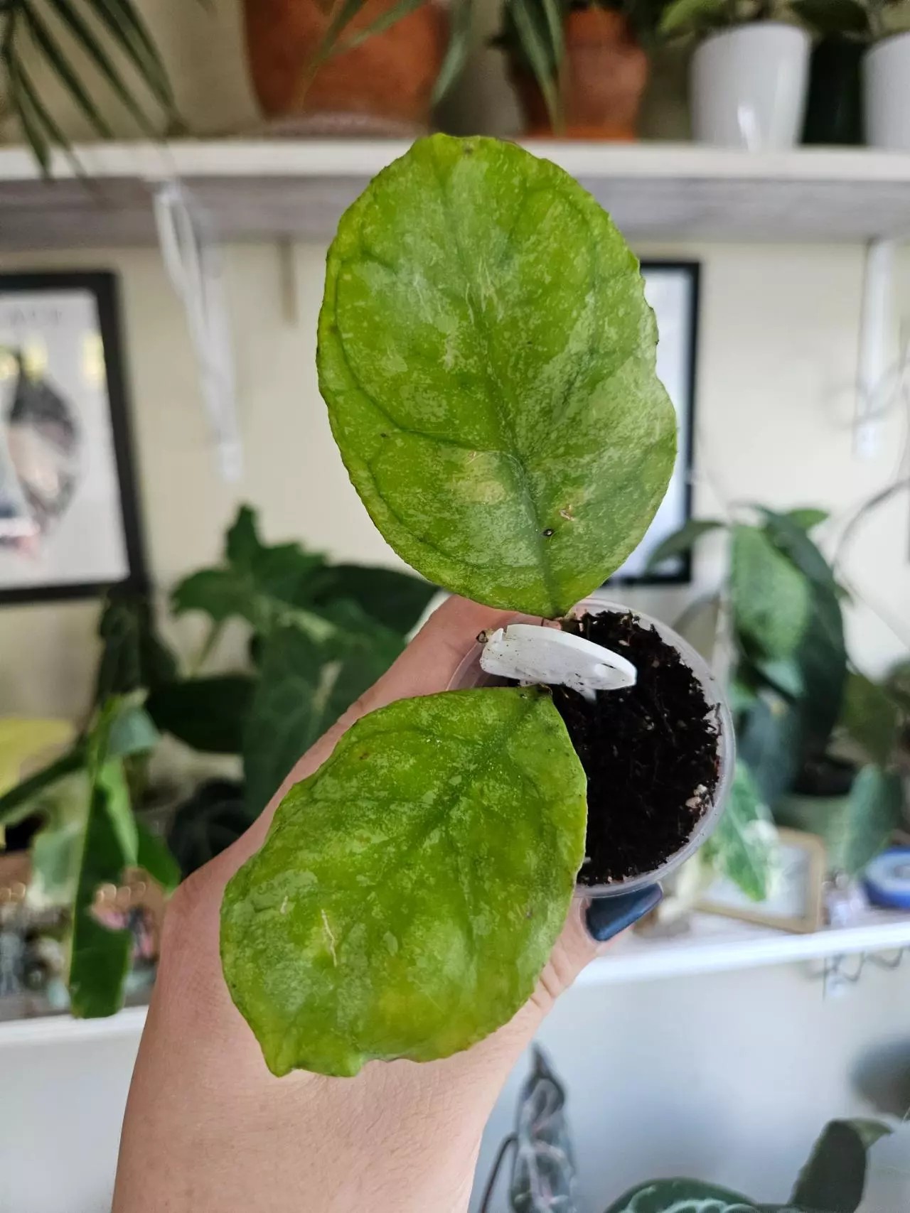 plant/Hoya deykea x chicken farm-0