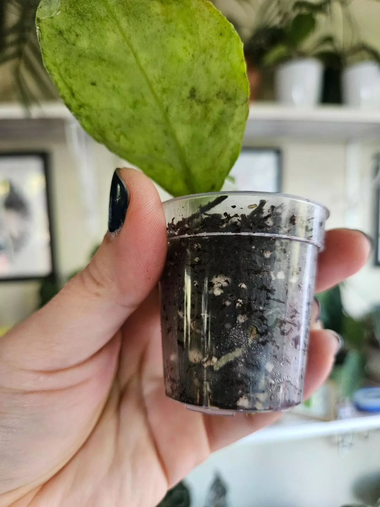 plant/Hoya deykea x chicken farm-1