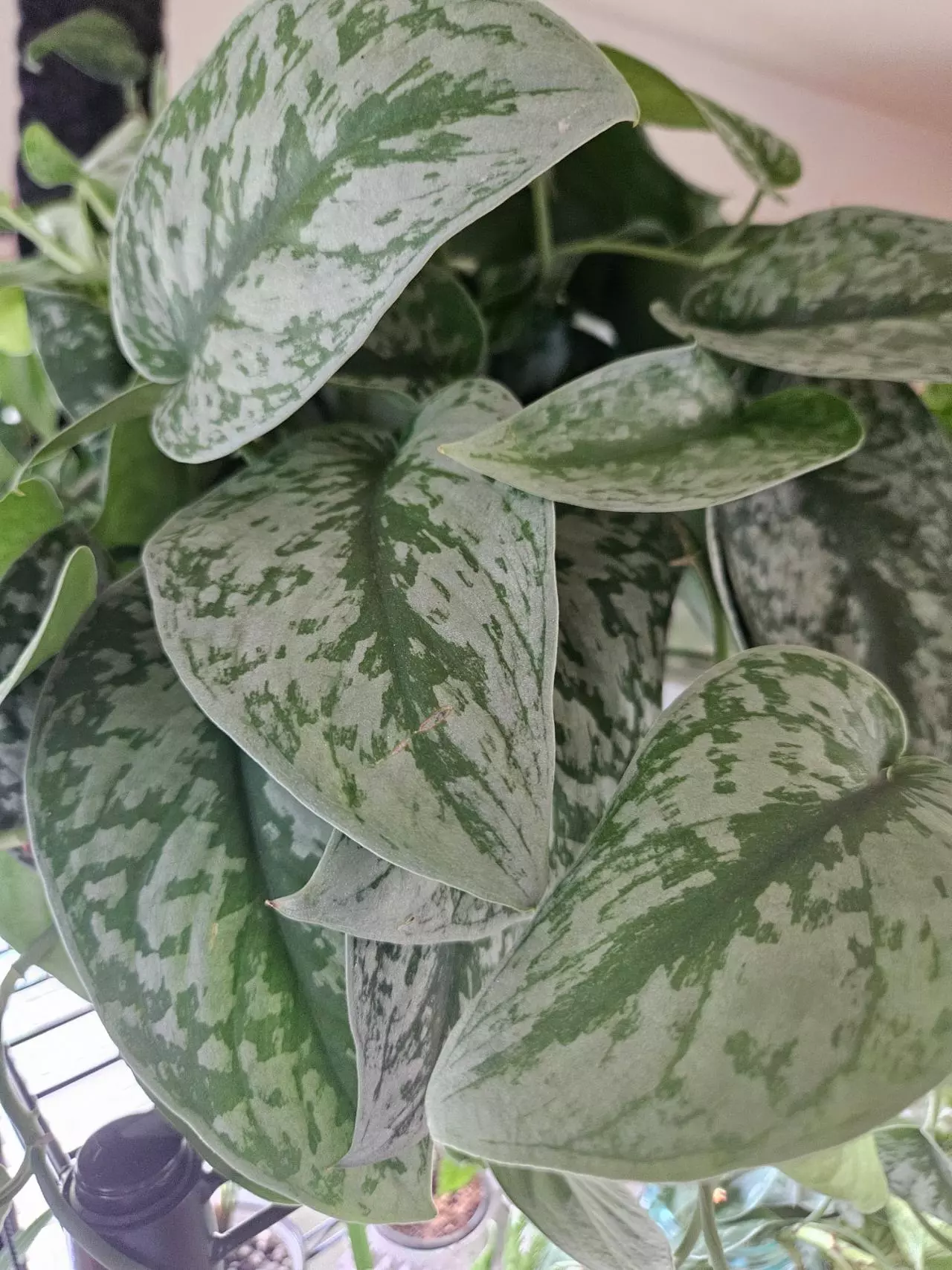 plant/Scindapsus 2 node cutting add on only-0