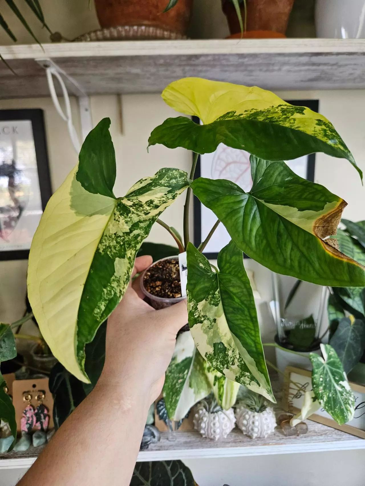 plant/Syngonium aurea-0