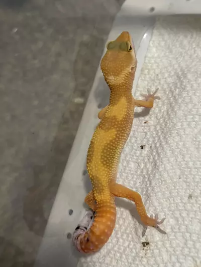 plant/leopard-0-thumbnail