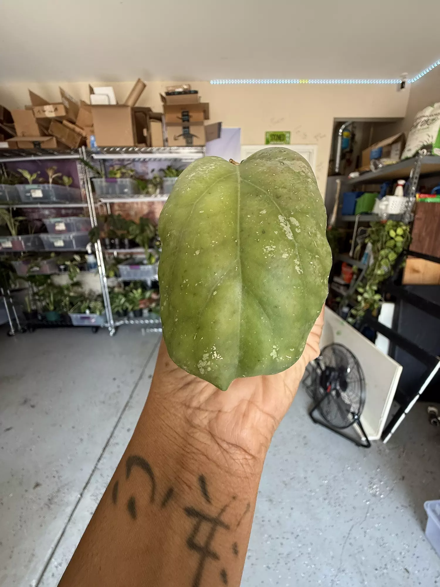plant/Hoya AH027(elephant)-0