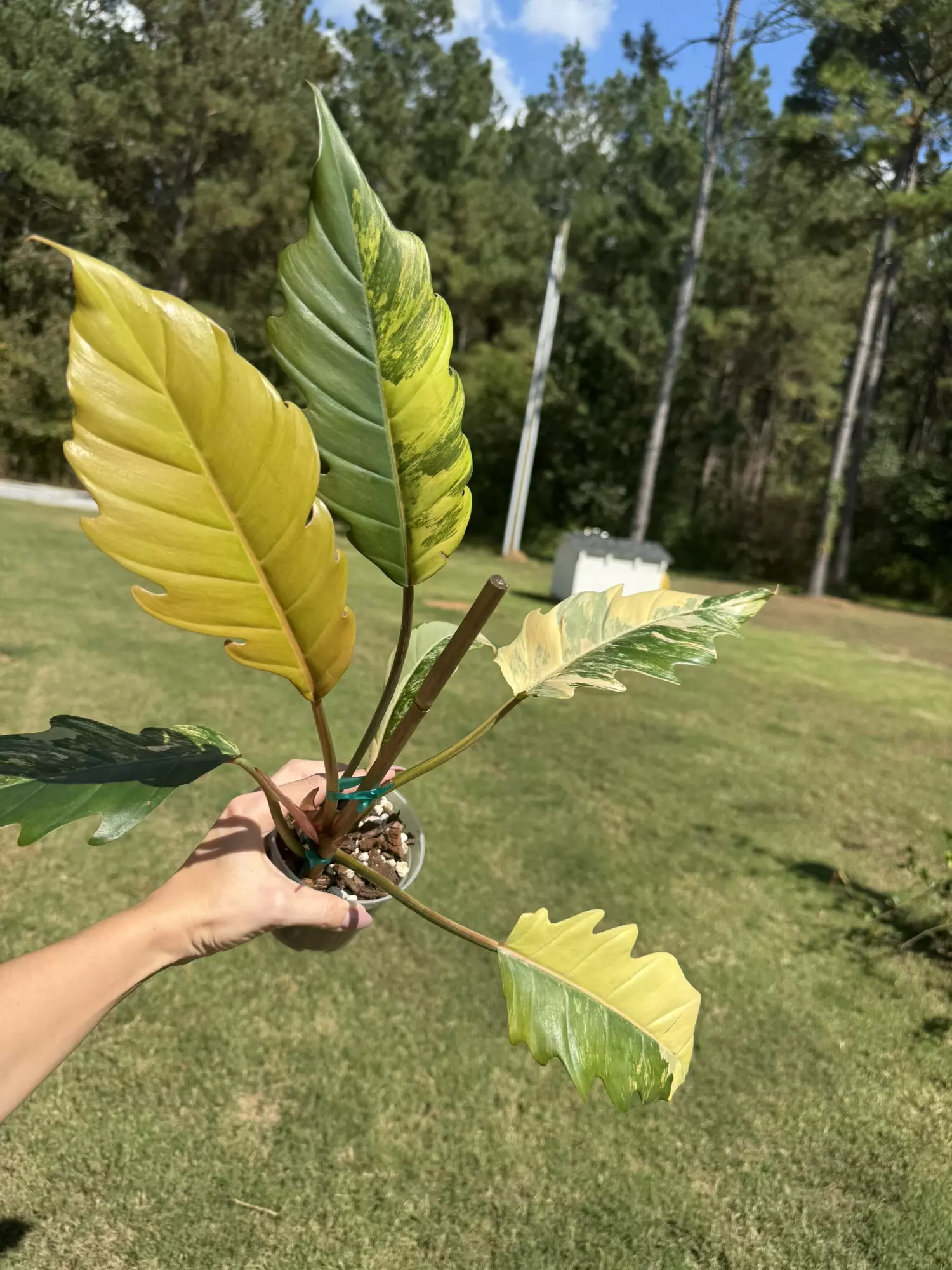 plant/Philodendron caramel marble-0
