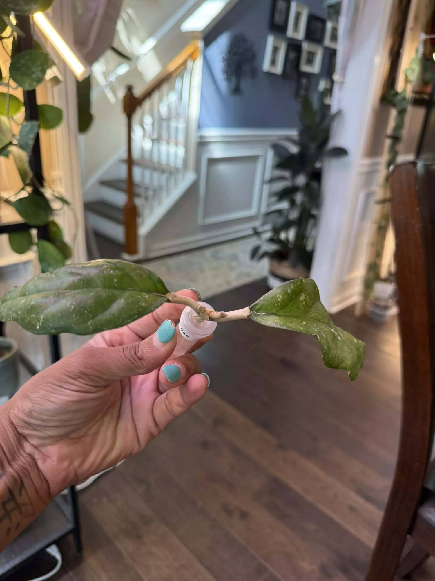 plant/Hoya AH 049-0