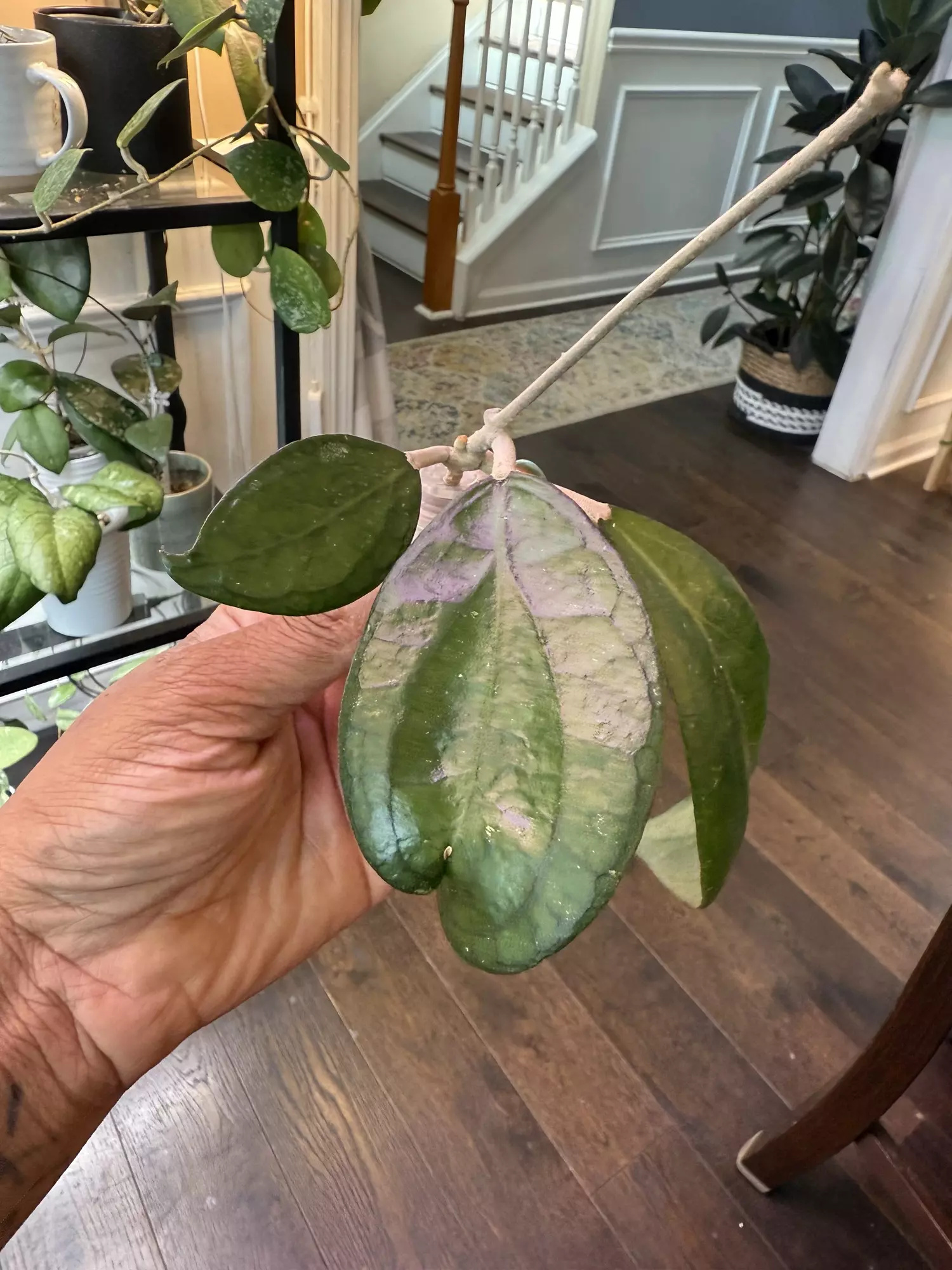 plant/Hoya Tequila Sunrise-0