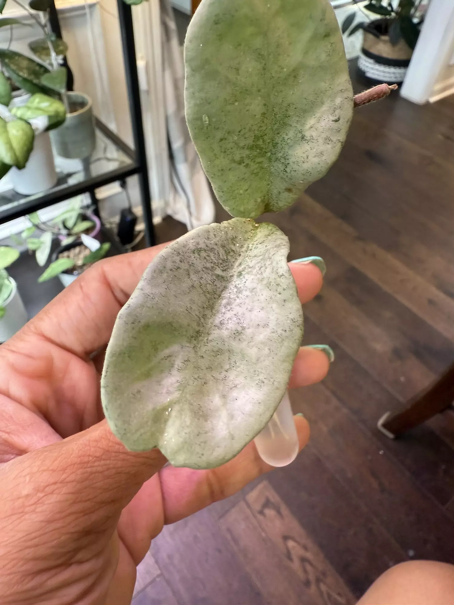plant/Hoya Nova Ghost-0