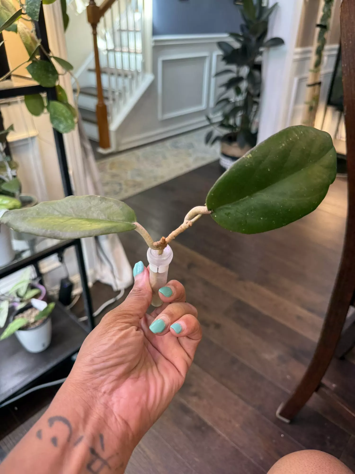 plant/Hoya NOID (dark margin; peach flowers)-0