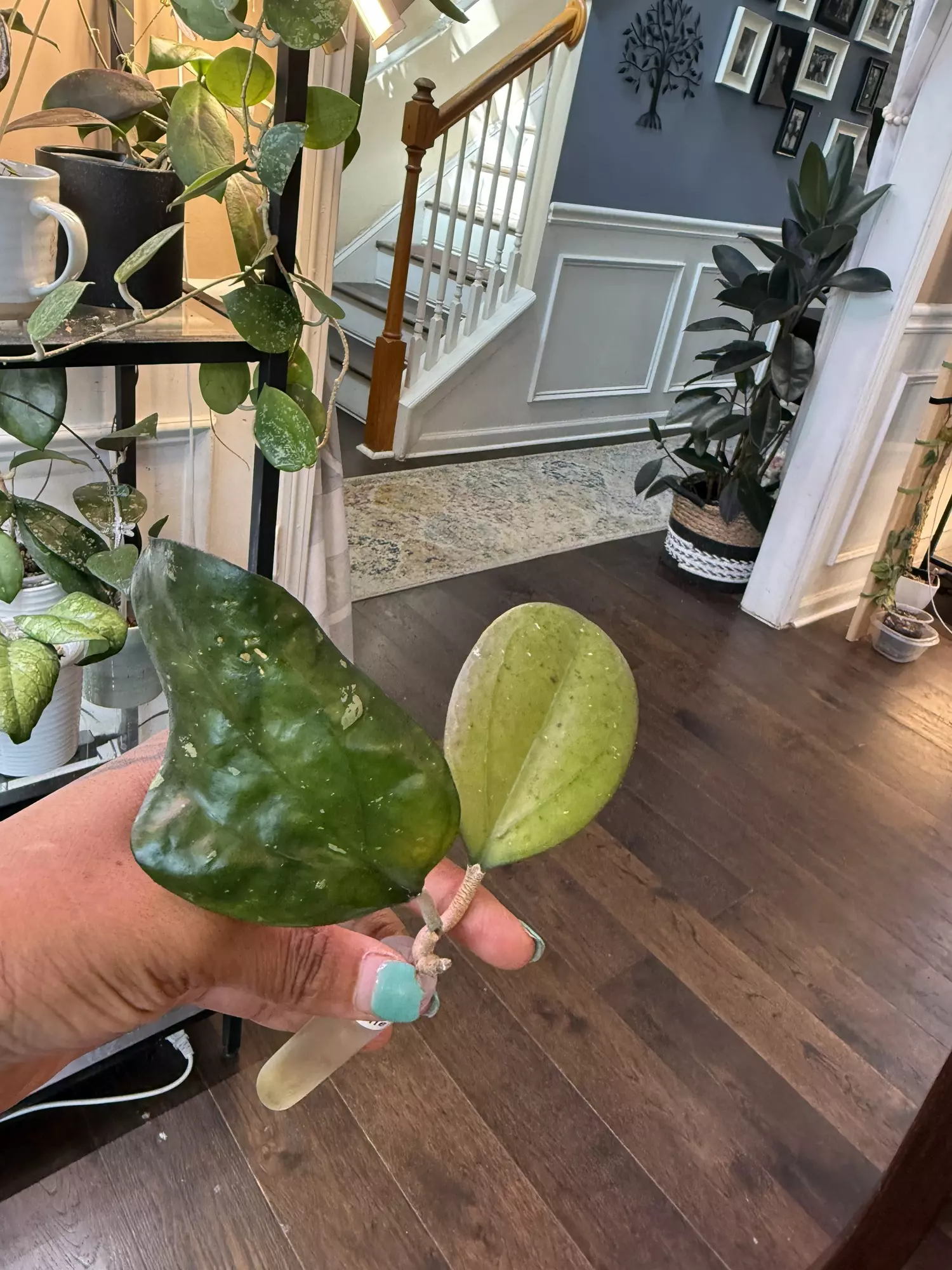 plant/Hoya Noelle-0