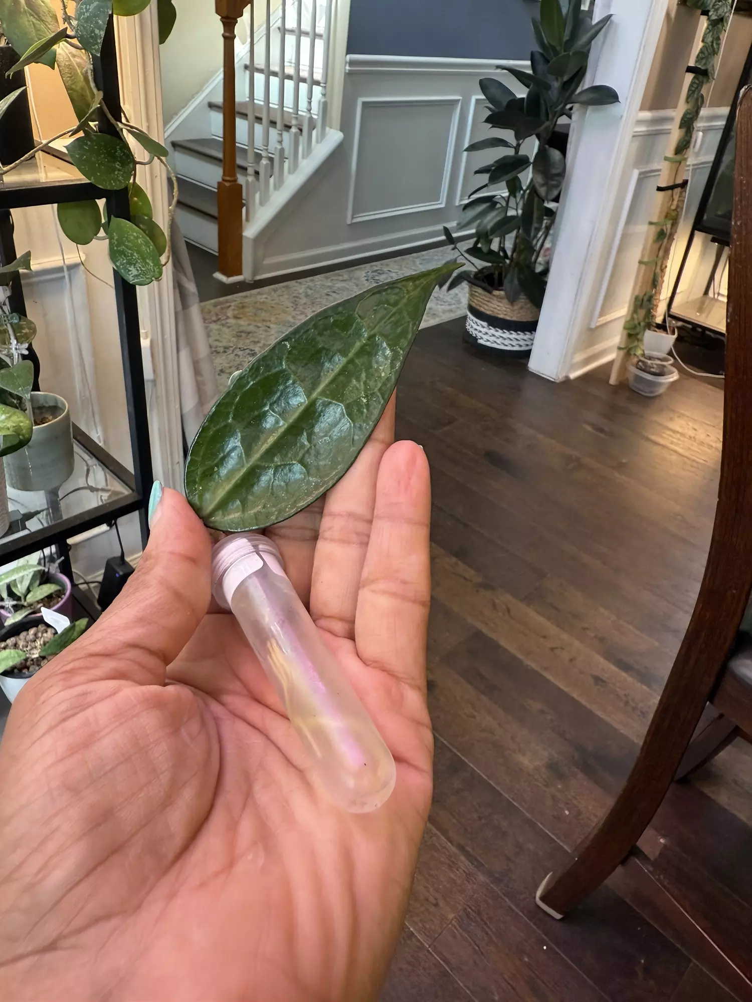 plant/Hoya Amoena-0