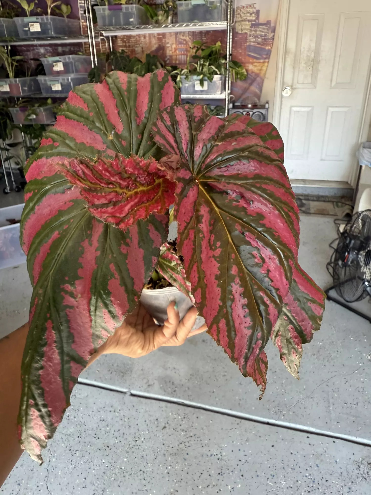 plant/begonia brevirimosa-0