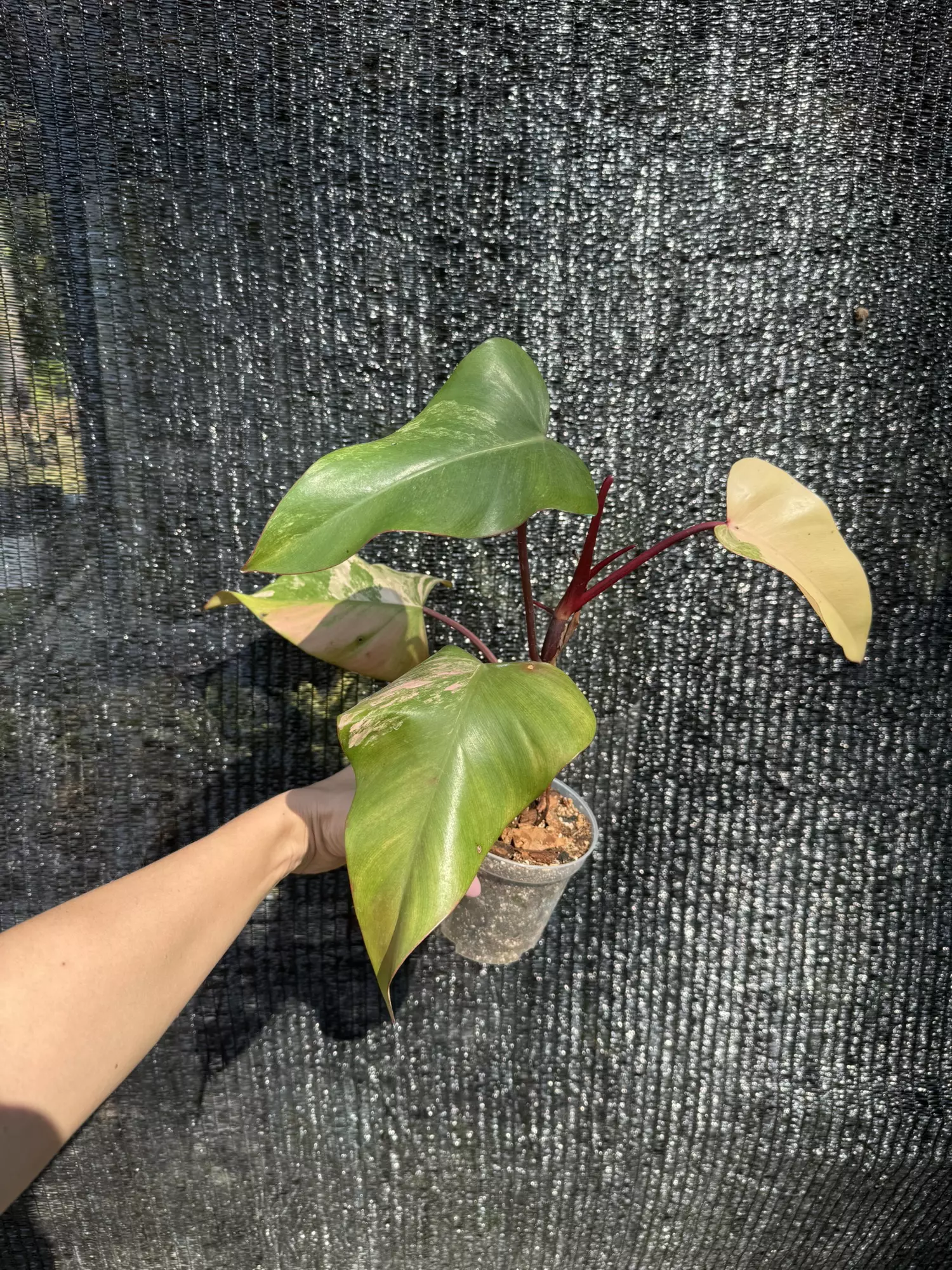 plant/Philodendron strawberry shake-1