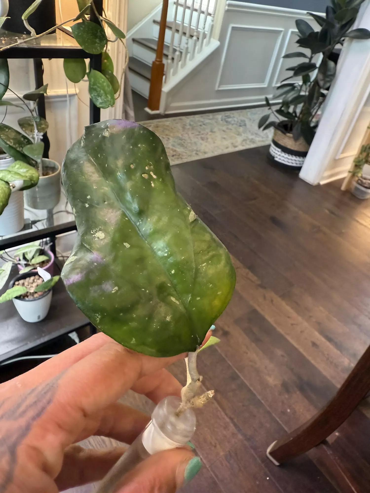plant/Hoya Noelle-1