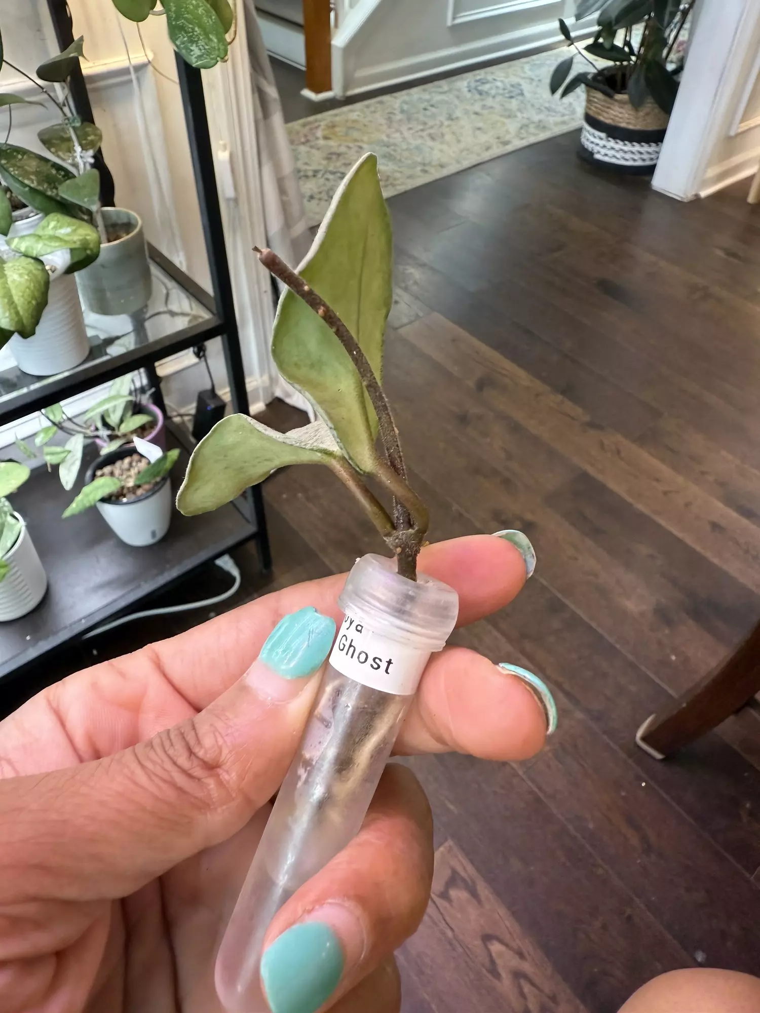 plant/Hoya Nova Ghost-1