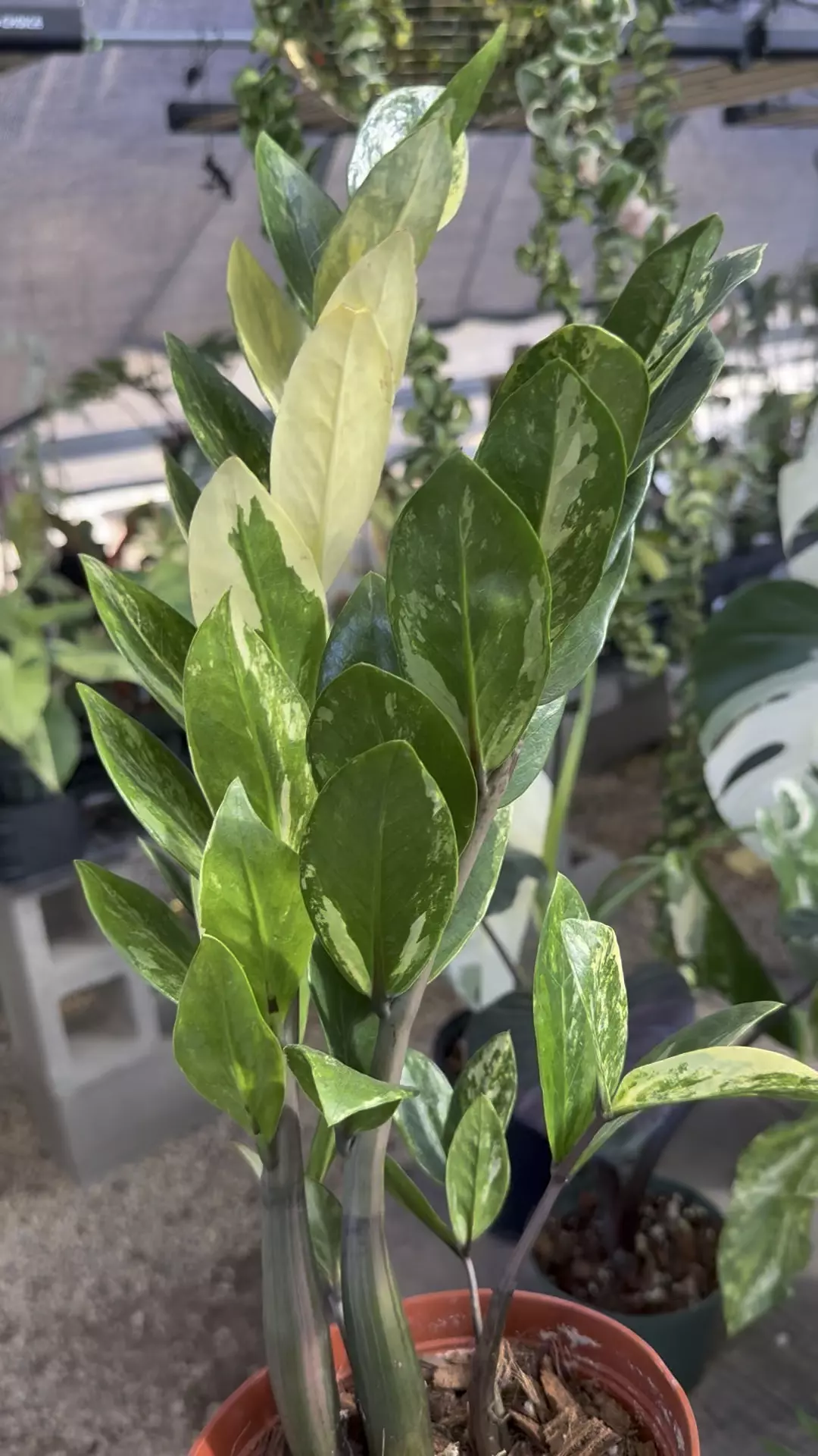 plant/PL9529: Variegated ZZ-0