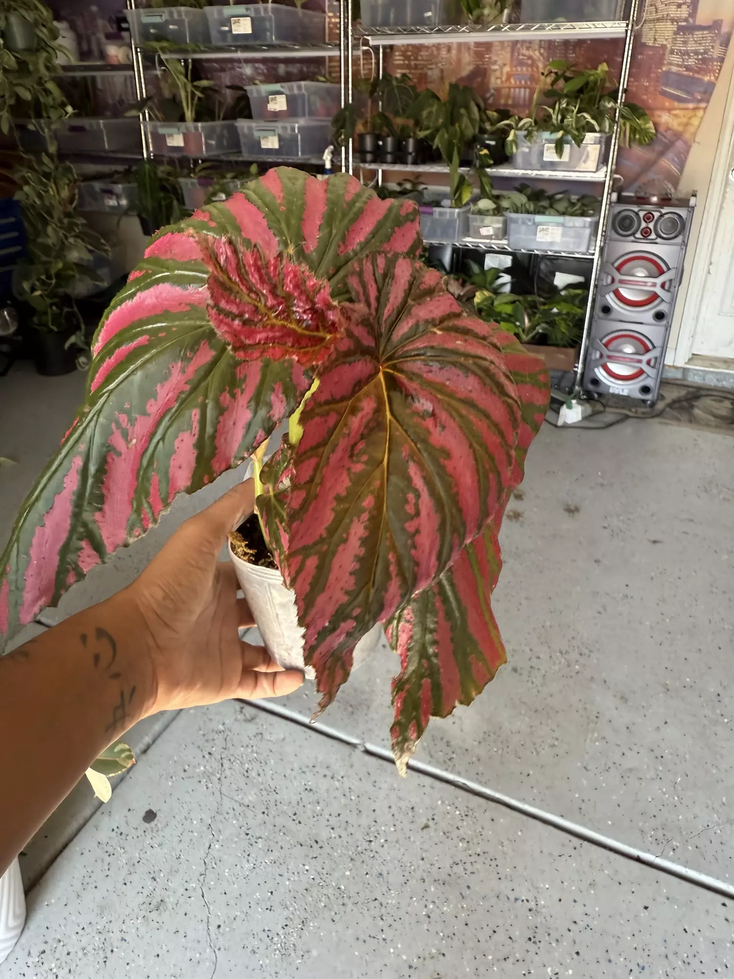 plant/begonia brevirimosa-1