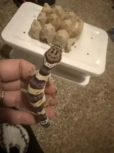 plant/Leopard-0-thumbnail